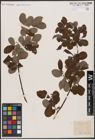 Foto von Salix aurita L.
